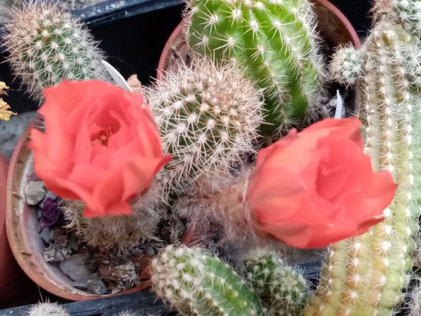  - Cactusi si suculente 2019_2