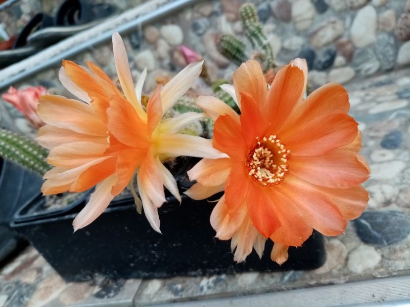 - Cactusi si suculente 2019_2