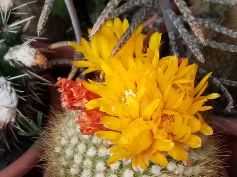  - Cactusi si suculente 2019_2