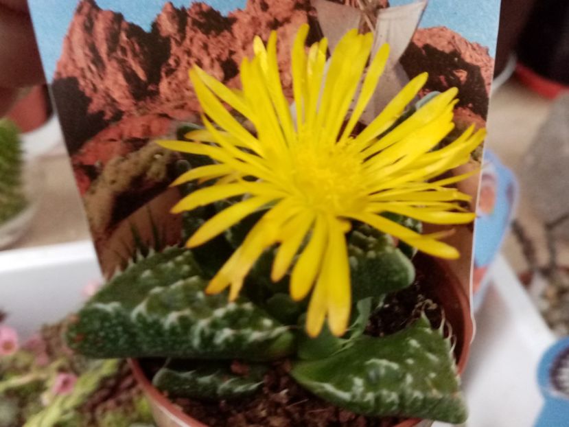  - Cactusi si suculente 2019_2