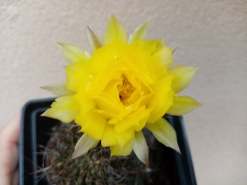  - Cactusi si suculente 2019_2