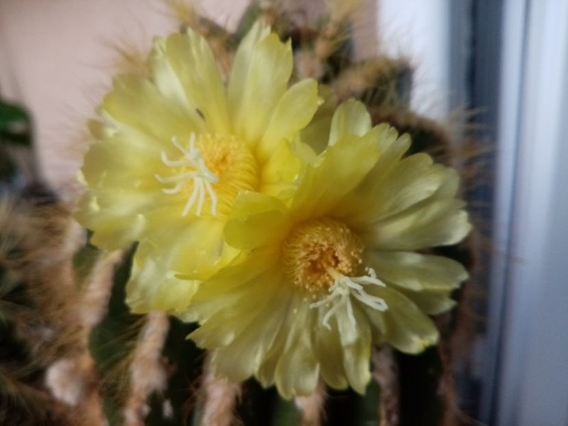  - Cactusi si suculente 2019_2