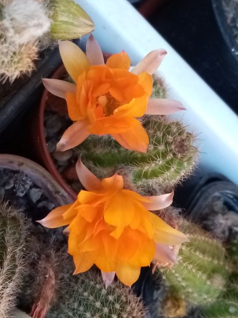  - Cactusi si suculente 2019_2