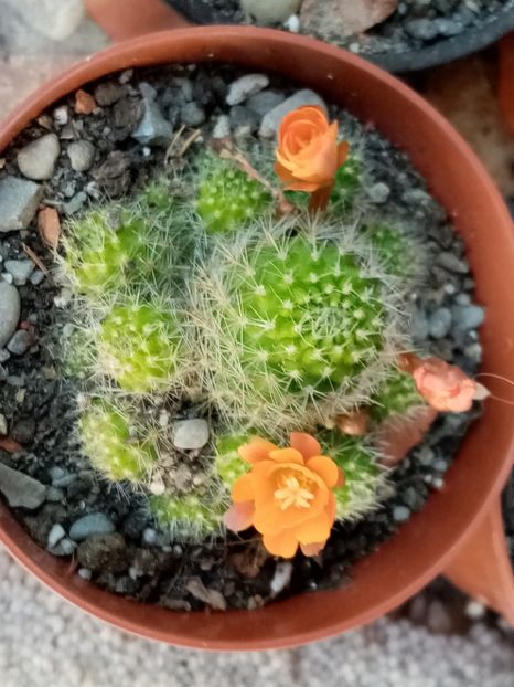  - Cactusi si suculente 2019_2