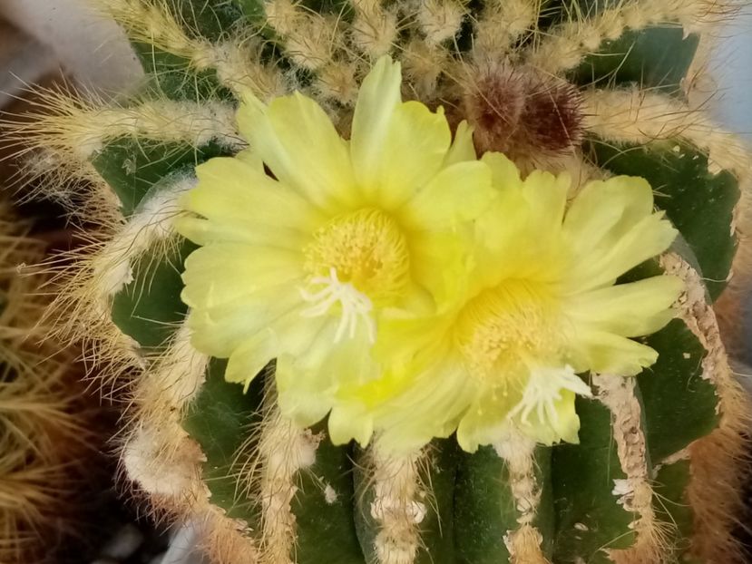  - Cactusi si suculente 2019_2