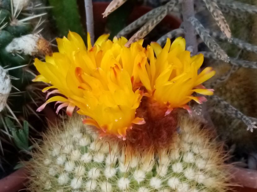  - Cactusi si suculente 2019_2