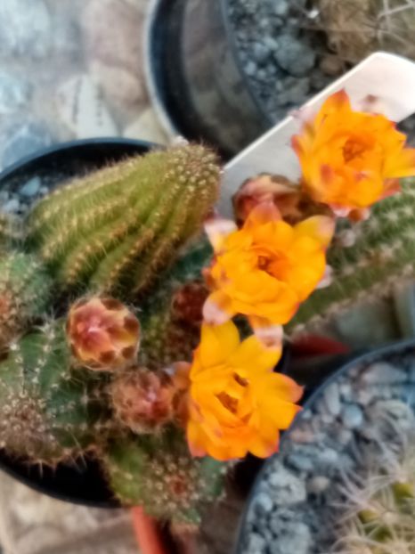  - Cactusi si suculente 2019_2
