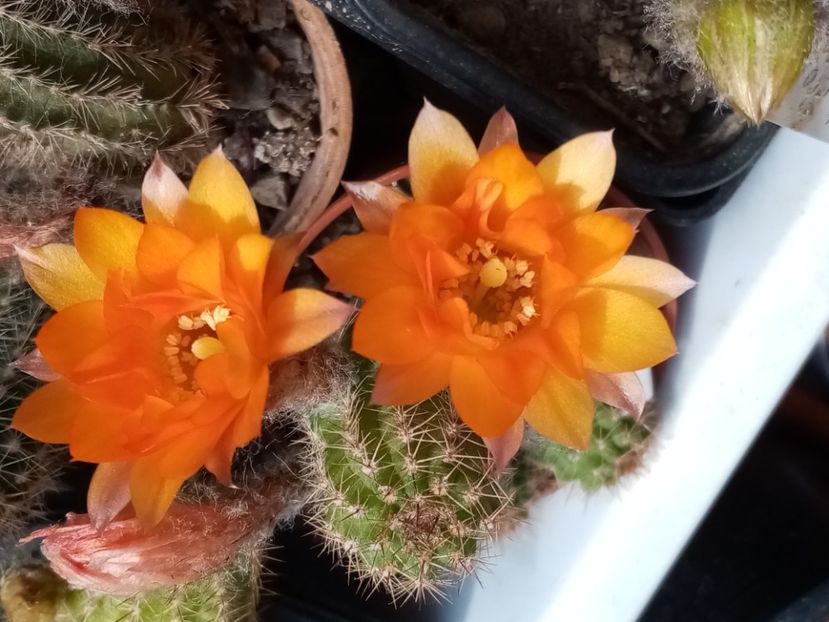  - Cactusi si suculente 2019_2