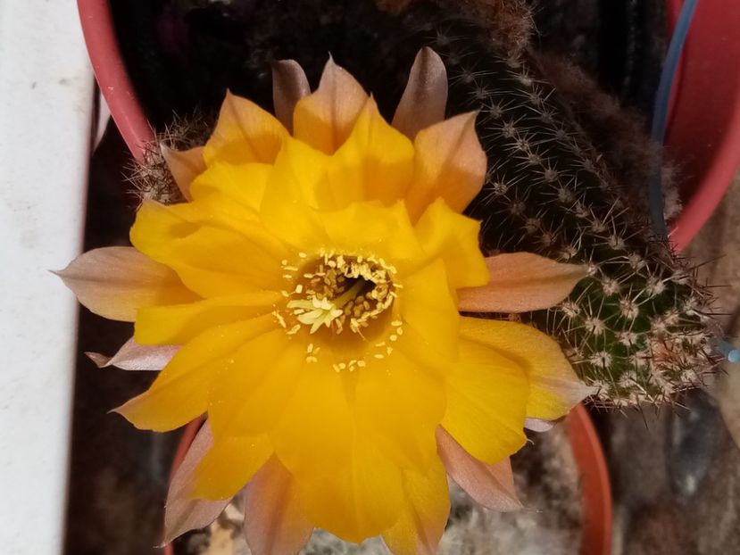  - Cactusi si suculente 2019_2