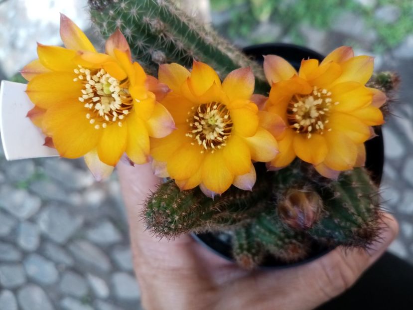  - Cactusi si suculente 2019_2