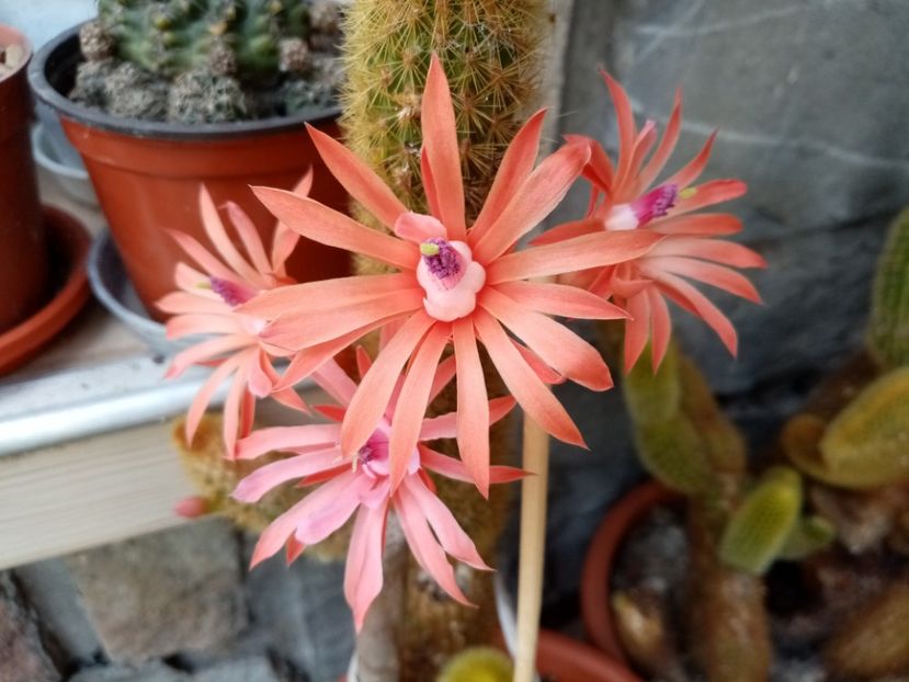 - Cactusi si suculente 2019_2