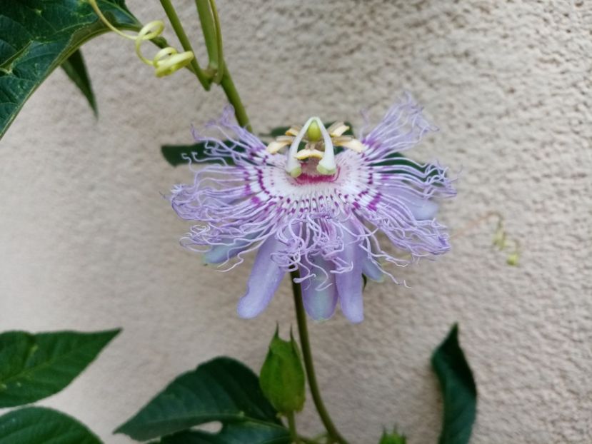  - Passiflora 2019
