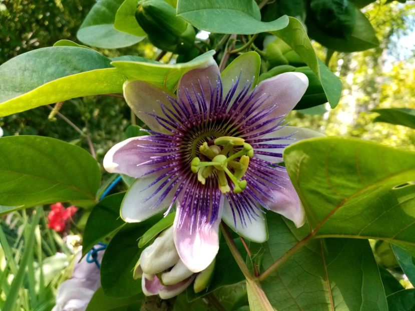  - Passiflora 2019