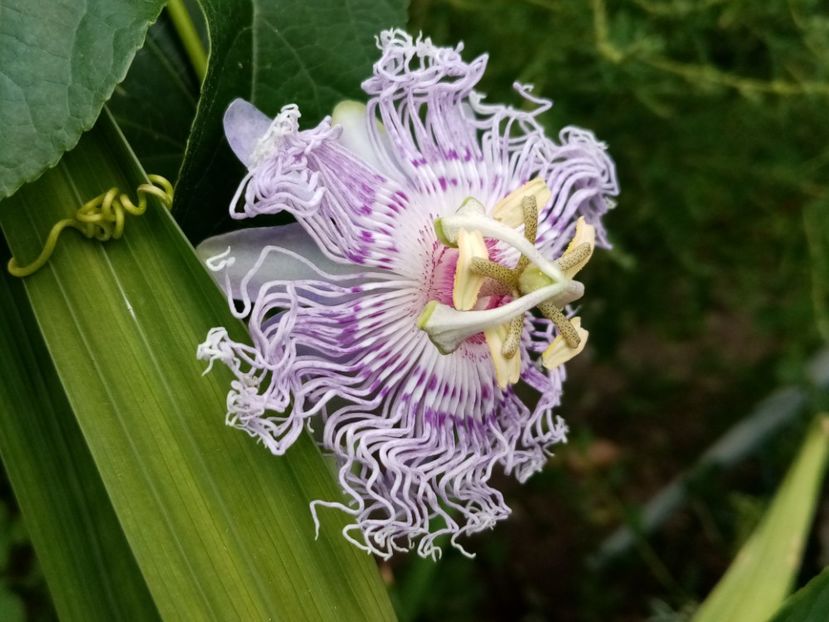  - Passiflora 2019