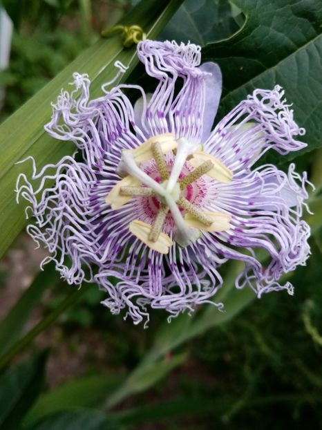  - Passiflora 2019