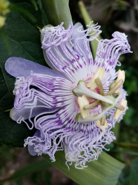  - Passiflora 2019