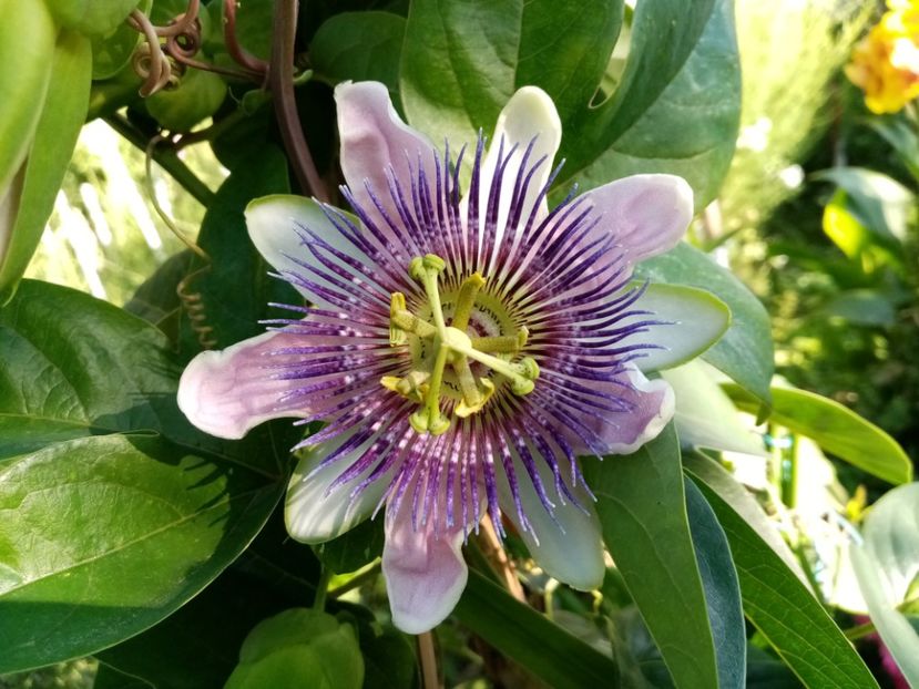  - Passiflora 2019