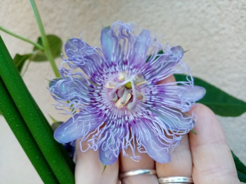  - Passiflora 2019