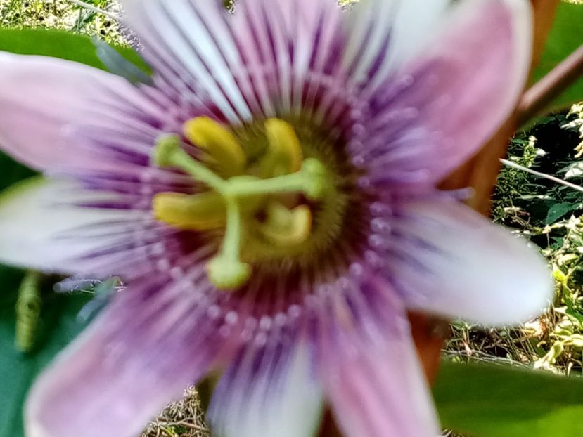  - Passiflora 2019