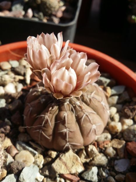 - cactusi 2019