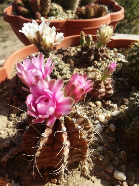  - cactusi 2019