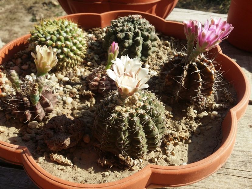  - cactusi 2019