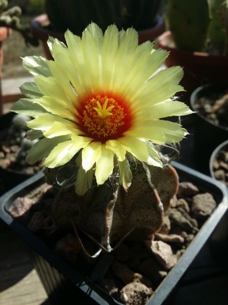 - cactusi 2019