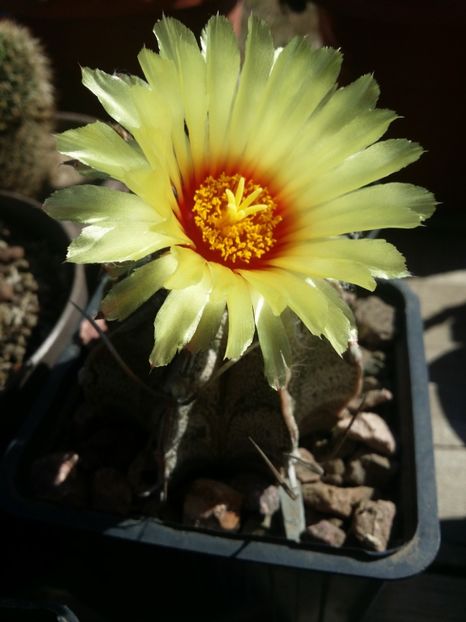  - cactusi 2019