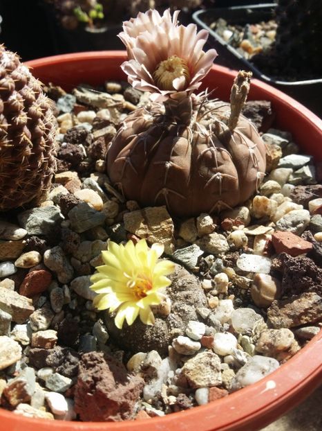 - cactusi 2019