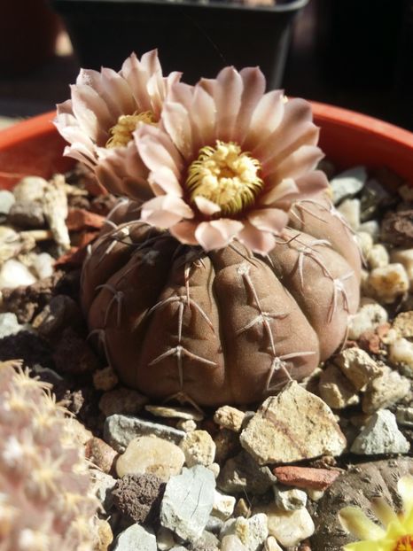  - cactusi 2019