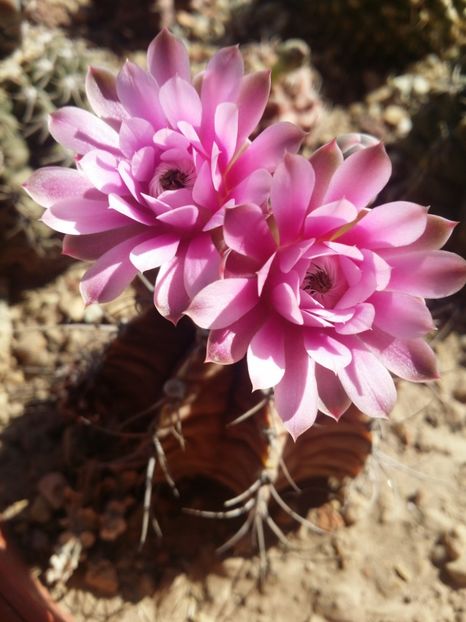  - cactusi 2019