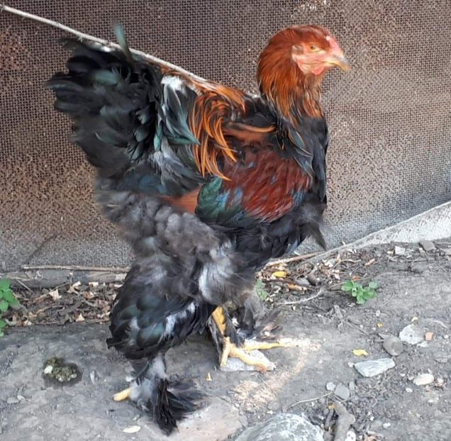 received_347183102826614 - Brahma 2019