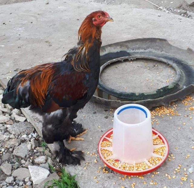 received_1097381713784102 - Brahma 2019