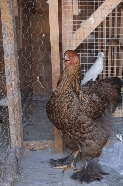 received_448124612582660 - Brahma 2019