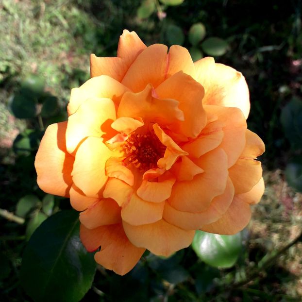  - TRANDAFIRI_2019_2020_2024