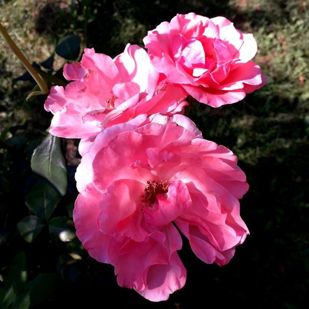  - TRANDAFIRI_2019_2020_2024