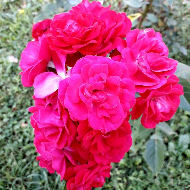  - TRANDAFIRI_2019_2020_2024