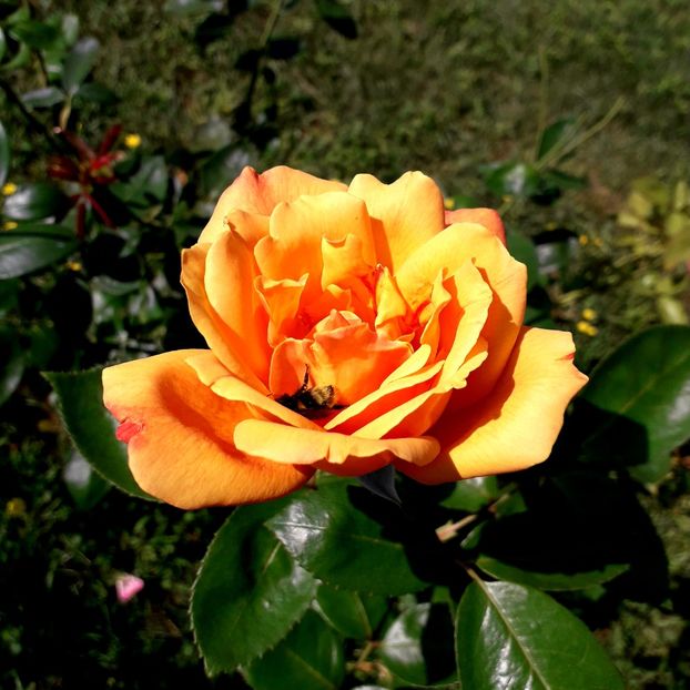  - TRANDAFIRI_2019_2020_2024