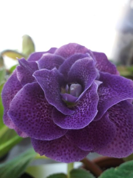 41 - gloxinia 2019