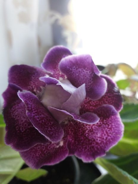 42 - gloxinia 2019