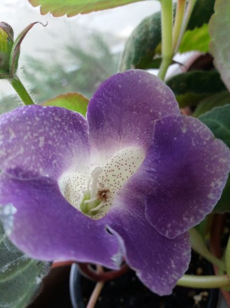 33 - gloxinia 2019