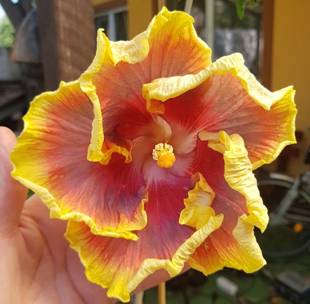  - 1-2 HIBISCUS