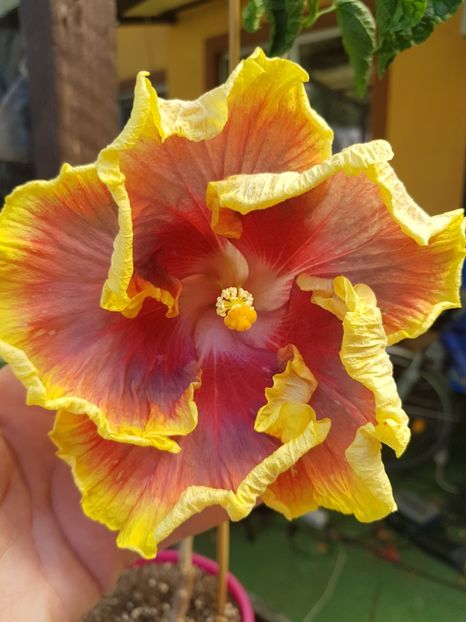  - 1-2 HIBISCUS
