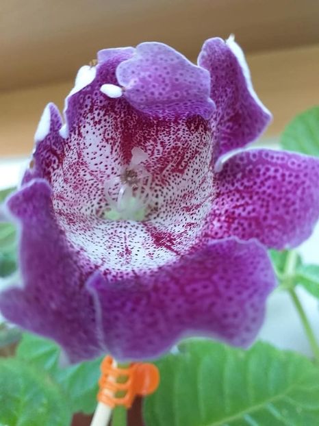  - Gloxinii 2019