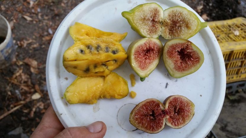 pawpaw un deliciu cu smochine - Arbori fructiferi 2019