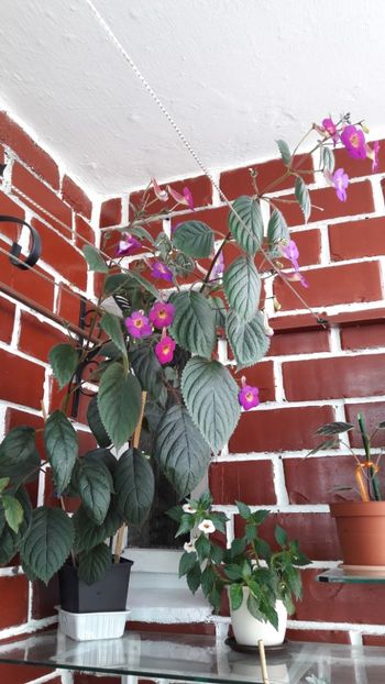 Un urias care imi ocupa toate sarmele :) - Harry Williams