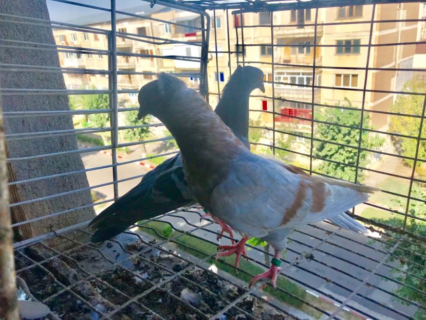 5272ADF6-8AB3-4C4C-B478-ABF7AC8D82E4 - Pui Zburator Beograd