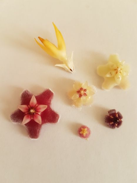  - 0 hoya infloriri in grup