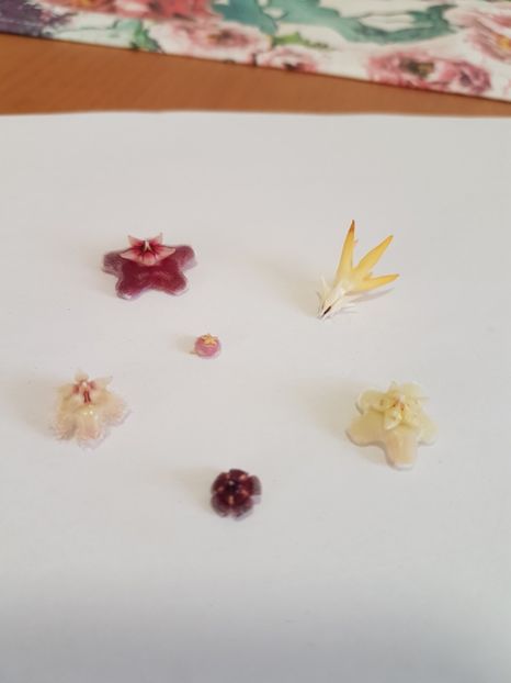  - 0 hoya infloriri in grup