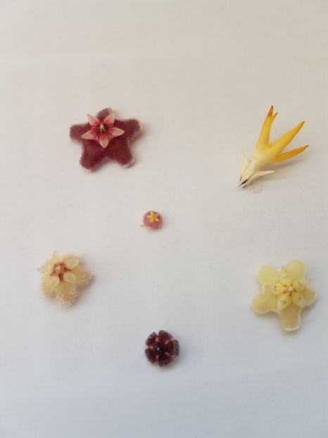  - 0 hoya infloriri in grup